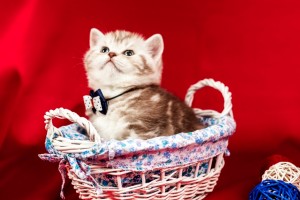 Серебристый мраморный табби окрас британских кошек: фото галерея, стандарт породы, виды окрасов. Серебристые мраморные табби британские кошки, коты, котята. Британцы серебристые мраморные табби (мрамор на серебре).  